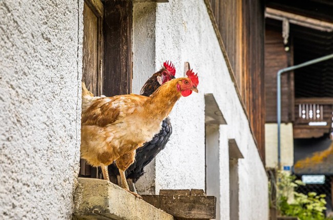 Auch die Hennen freuen sich über jeden Besuch