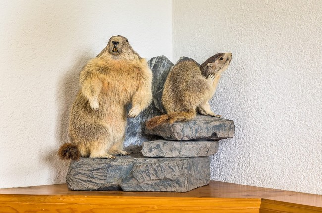Murmeltiere als Dekoration im Aufenthaltsraum