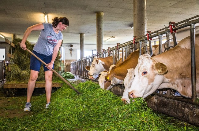 Stallarbeit beim Kühefüttern